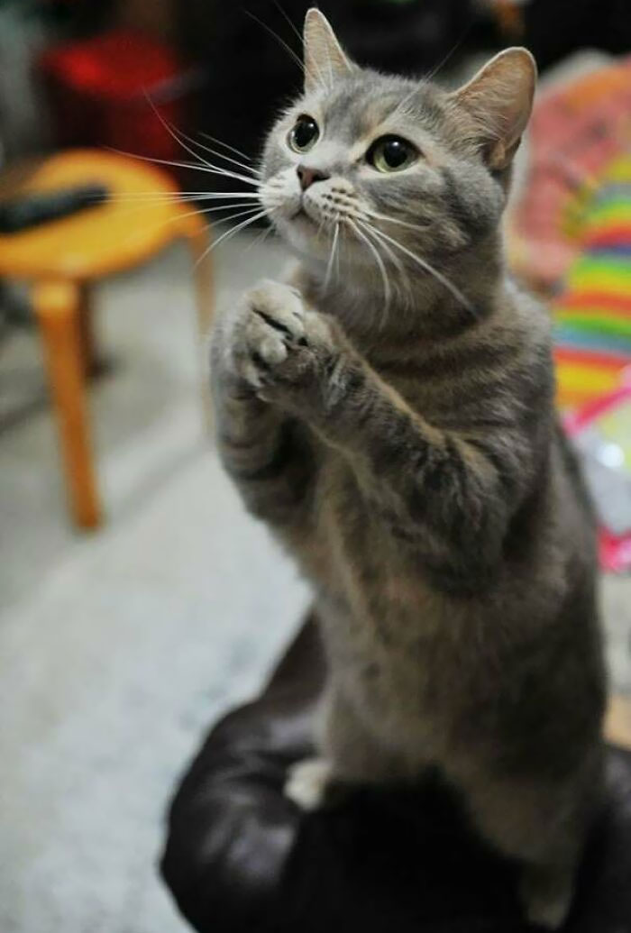 Gray tabby cat standing on hind legs with paws together, showing a hilariously blessed and godsent expression.