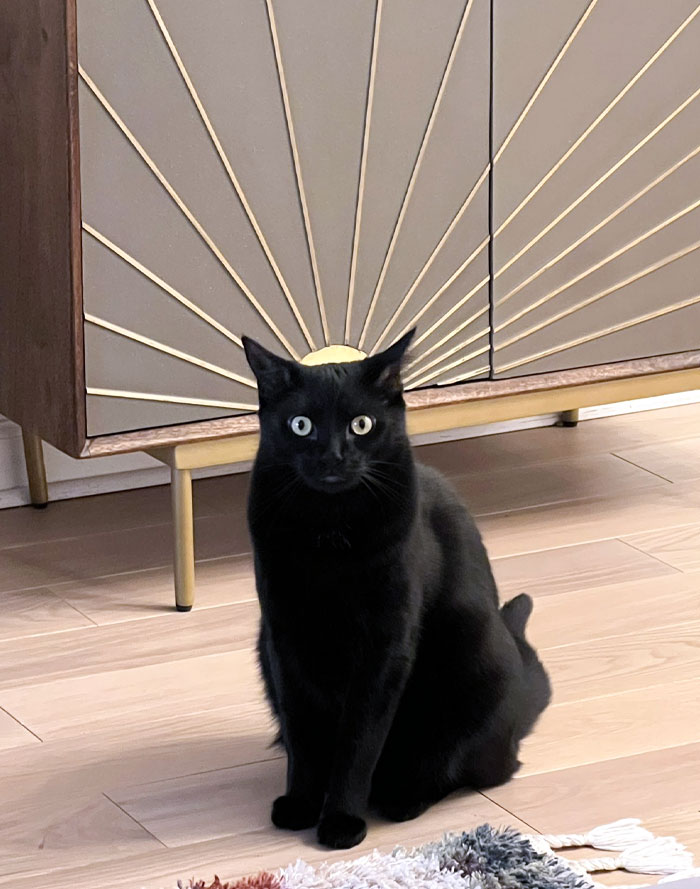 Black cat with heterochromia sitting on wooden floor in front of a patterned cabinet, showcasing hilariously blessed cats.