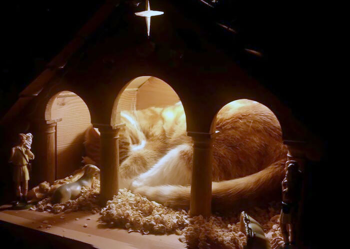 Cat resting inside a nativity scene, capturing hilariously blessed moments that show cats are godsent and cherished companions.