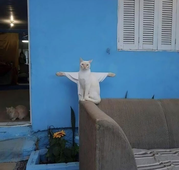 Cat sitting on sofa with its paws stretched out on a blue wall, creating a hilariously blessed and godsent appearance.