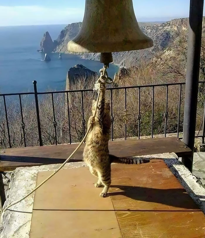 Ringing The Bells Of Saint Meowthew