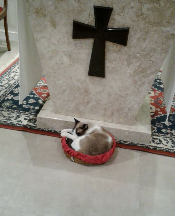 Cat curled up and sleeping in a small basket near a stone altar with a cross, showcasing a hilariously blessed moment.