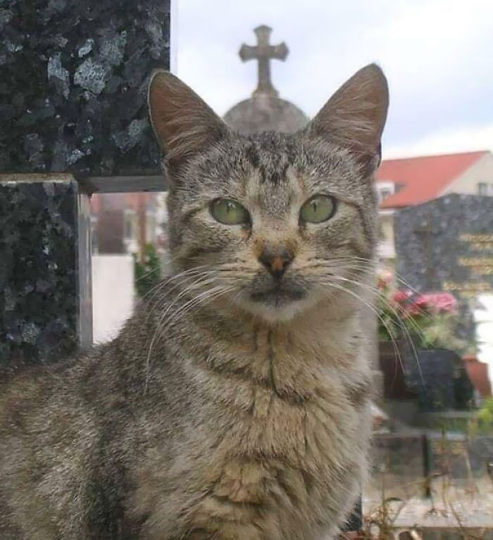 Tabby cat sitting in front of a cross in a cemetery, showing a hilariously blessed moment for cat lovers.
