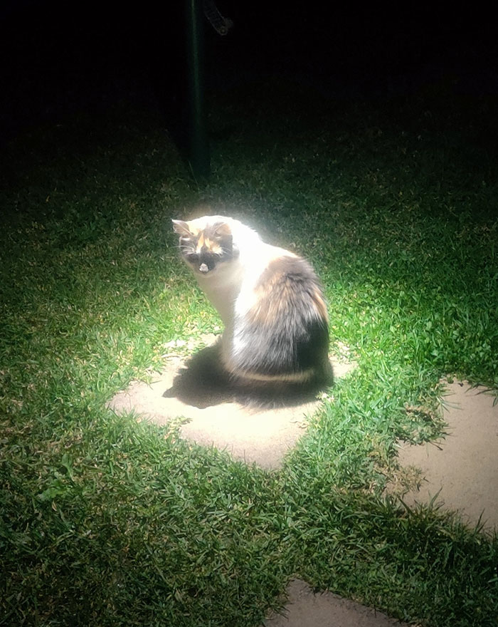 Calico cat sitting peacefully in a glowing spotlight on grass, showcasing hilariously blessed cats as godsent.