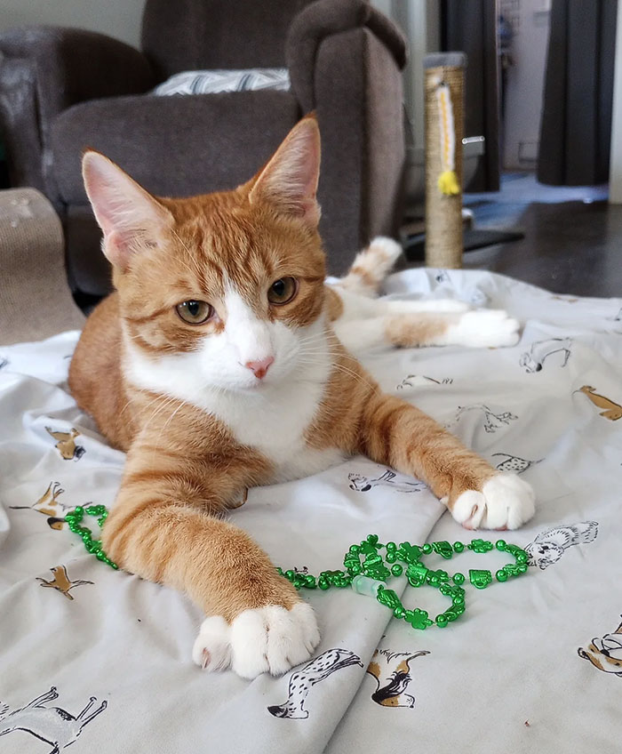 Morrison Is Praying With Cat-Safe St. Patrick's Day Beads