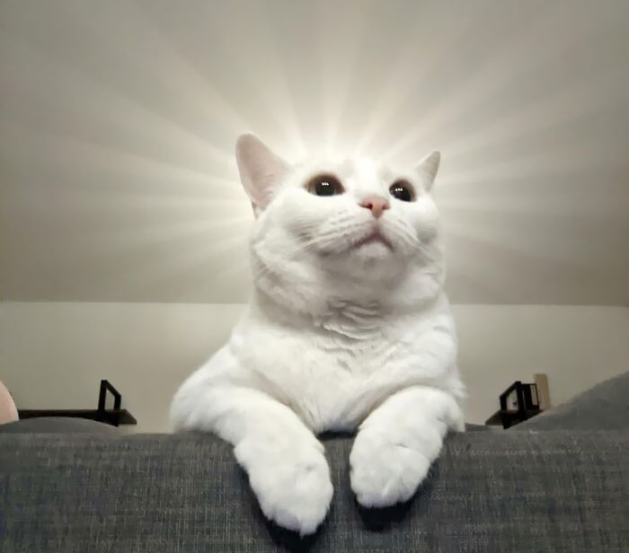 White cat resting on a couch with light rays behind its head, showing a hilariously blessed and godsent expression.