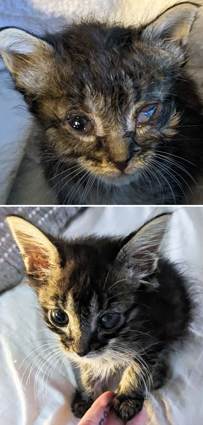 Our Rescue Baby. Before And After 30 Days Apart. He's Doing Great