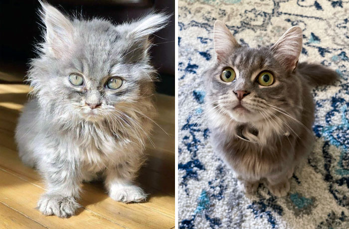 My Baby Athena (Previously Stella) Was Rescued From A Shelter And Is Now 9 Months Old And A Whopping 5.5 Lbs