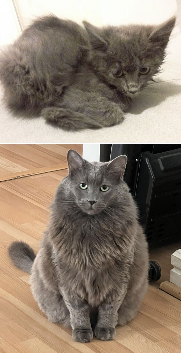 From An Underweight Boy To Mr. Chonkers. I Rescued My Boy From A Chimney Eight Years Ago. He Went Through A Massive Glow-Up (And Now He's On A Diet)