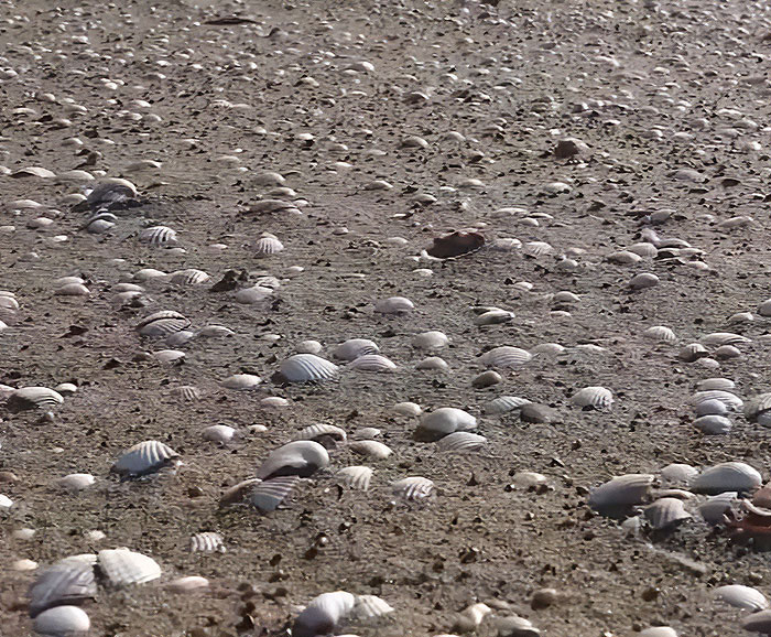 “It Ruined Our Trip”: Mom Fined $88k After Kids Pick Up 72 Clams Thinking They Were Seashells “It Ruined Our Trip”: Mom Fined $88k After Kids Pick Up 72 Clams Thinking They Were Seashells