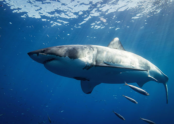 “The Sound And Smell Never Leave”: 30 People Share The Absolute Scariest Things They’ve Seen