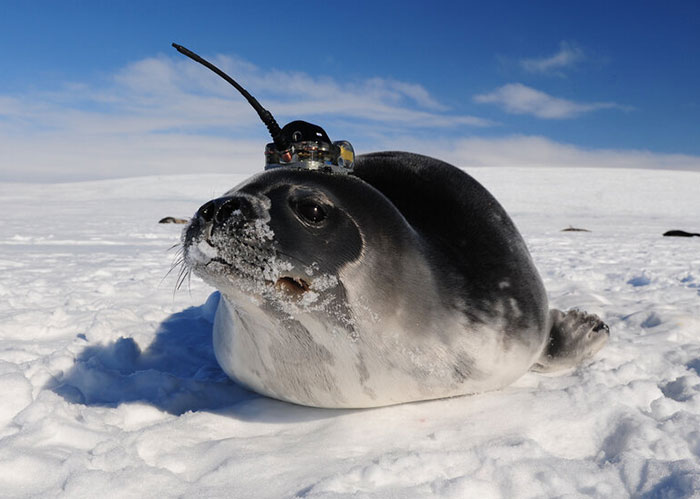 This State-Sized Hole In The Antarctic Baffled Experts For Decades&mdash;Now, The Mystery Is Solved 
