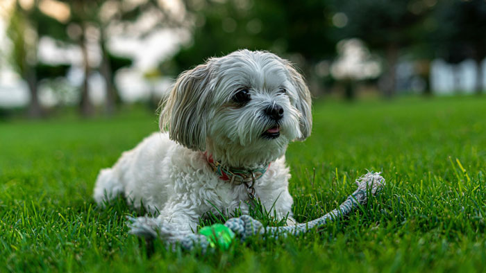 Small fluffy dog lying on grass with a rope toy, showcasing one of the world's tiniest dog breeds.