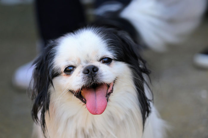 Smiling tiny dog with black and white fur, representing the world's tiniest dog breeds.