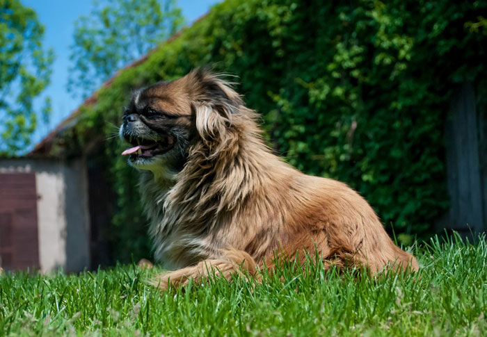 Small dog breed relaxing on green grass, showcasing one of the world's tiniest dogs.