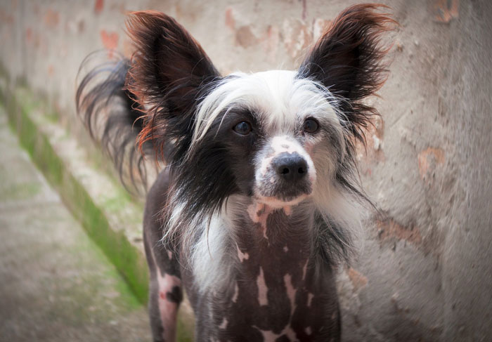 Small dog breed with fluffy ears standing against a wall, representing one of the world's tiniest dog breeds.