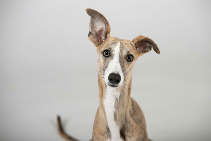 Brindle Whippet dog with large ears in a studio setting, representing one of the world's tiniest dog breeds.