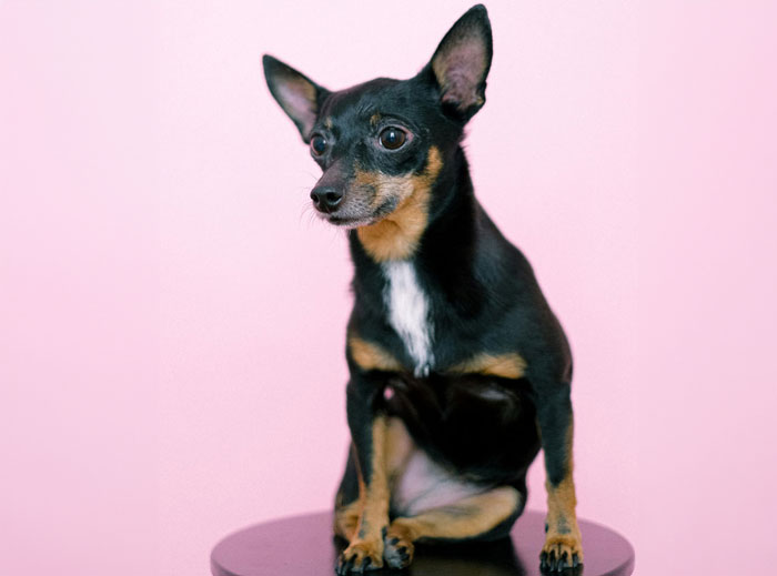 A tiny black and tan dog sitting on a stool against a pink background, showcasing one of the world's tiniest dog breeds.