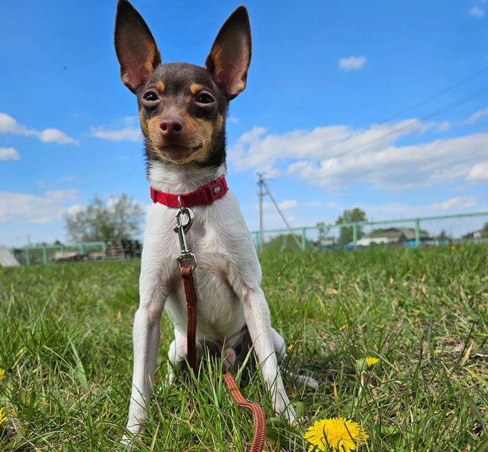Tiny dog with brown and white fur, wearing a red collar, sitting on grass with a blue sky background.