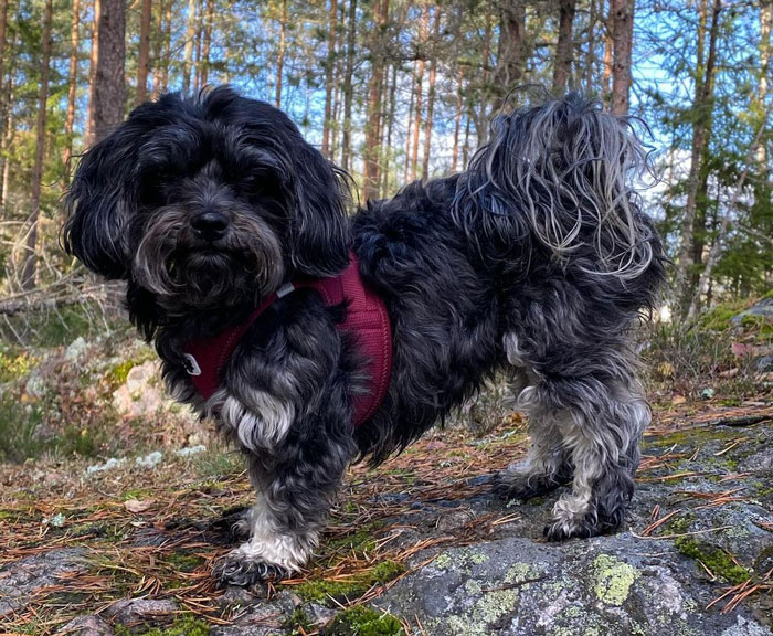 Small black and white dog in a forest, representing the world's tiniest dog breeds.