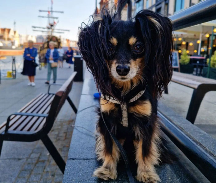 Small dog with long fur sitting on a bench in an urban setting, showcasing one of the tiniest dog breeds.