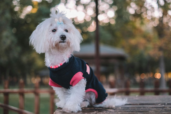Small dog in a park, wearing a black and pink outfit, representing tiniest dog breeds.