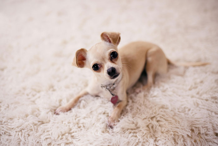Tiny dog breed lying on a fluffy rug, showcasing small dog features.