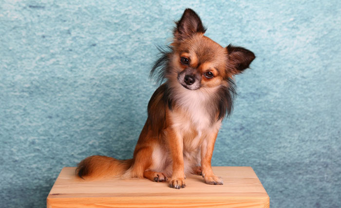 A tiny Chihuahua sitting on a wooden platform against a blue background.