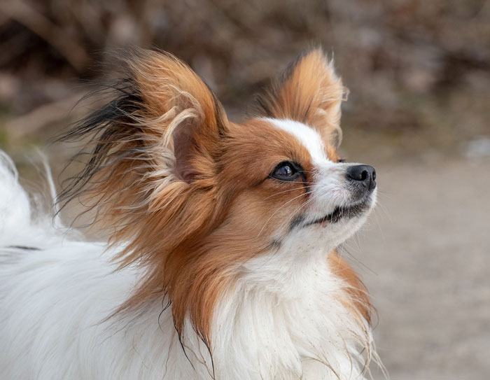 Papillon, one of the world's tiniest dog breeds, with large ears and fluffy coat.