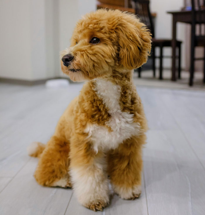 A fluffy, small dog with curly fur sits attentively indoors, showcasing one of the world's tiniest dog breeds.
