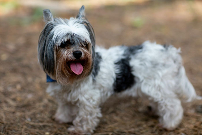 A tiny dog with a long coat stands outdoors, representing the world's tiniest dog breeds.