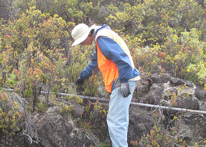Person wearing an orange vest and hat carefully exploring plants and rocks in a rugged outdoor setting, showing unlikely events.