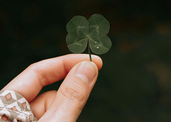 Hand holding a four-leaf clover with water droplets symbolizing unlikely events and improbable luck experienced by people.