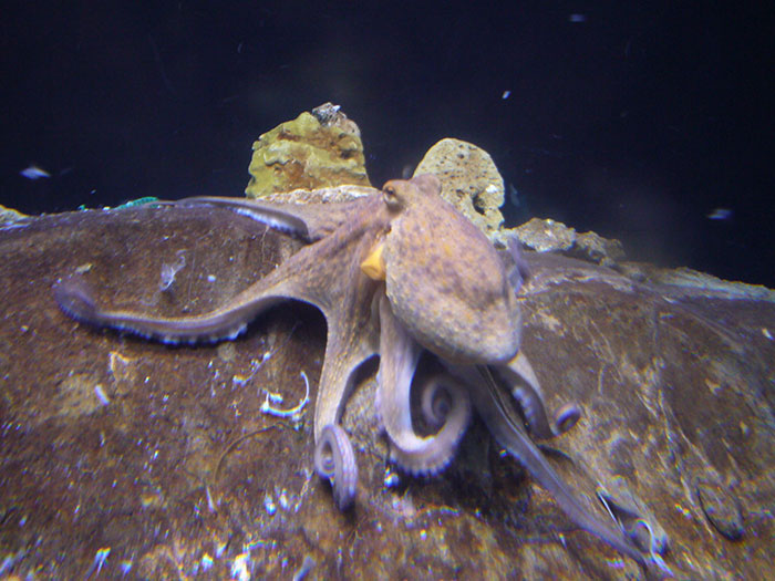 50 Curious “Today I Learned” Facts People Couldn’t Wait To Share (New Posts)