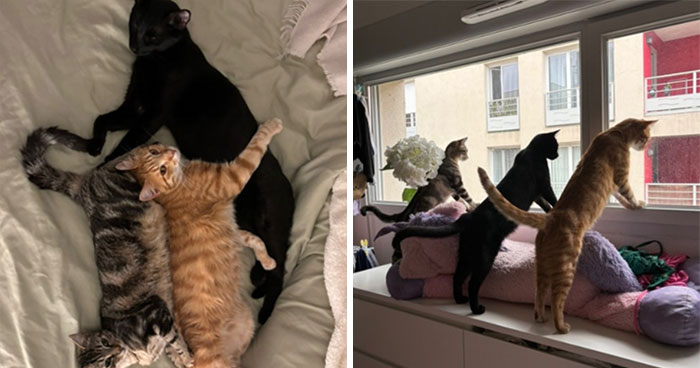 20 Hilarious Pets Caught Being Nosy By These Creators In The Latest TikTok Trend