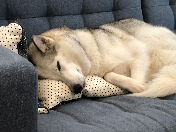 Her Highness Needs A Pillow