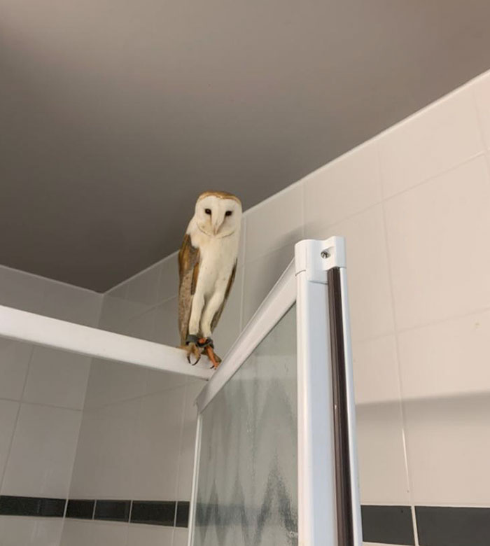 Barn owl perched inside a bathroom on a shower door frame during a heartwarming wildlife encounter shared online.