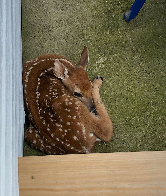 A heartwarming wildlife encounter shows a young spotted deer curled up resting quietly on a concrete floor.