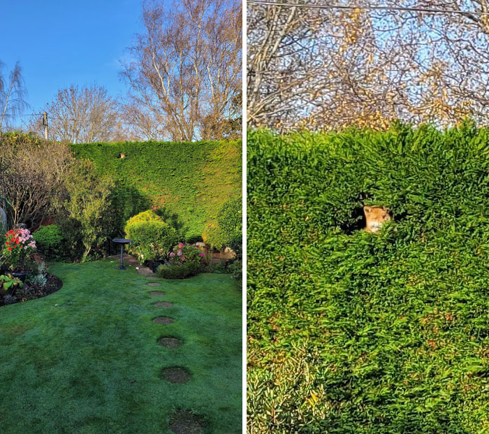 Fox peeking through a hole in a garden hedge during a heartwarming wildlife encounter in a backyard setting.