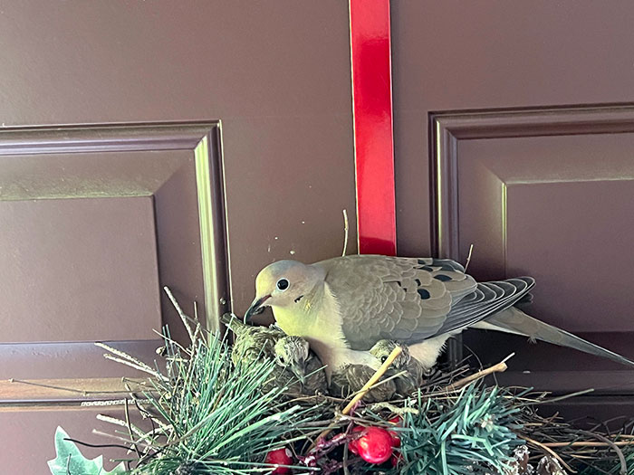 Wildlife encounter showing a dove caring for its chicks in a nest made of greenery and red berries on a door.