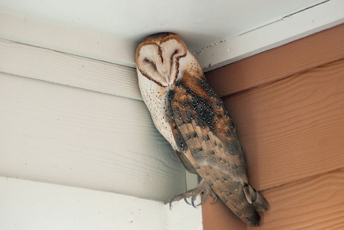 Barn owl resting in a corner of a house, showcasing a heartwarming wildlife encounter with nature close by.
