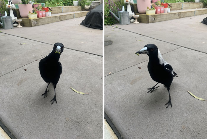 Close-up of a wild bird with food in its beak during a heartwarming wildlife encounter in a backyard setting.