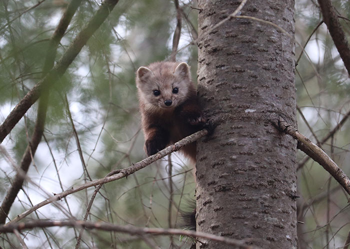 Cute wildlife animal climbing a tree branch in a forest, capturing a heartwarming wildlife encounter moment.