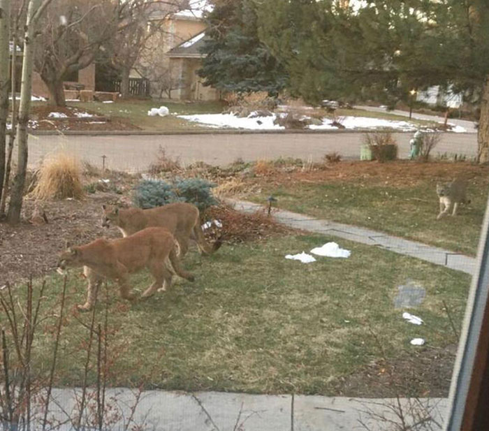 Three mountain lions and a coyote walking through a suburban yard in a heartwarming wildlife encounter.