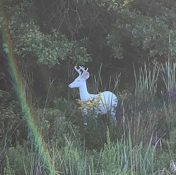 Albino deer standing quietly among tall grass and wild plants during a heartwarming wildlife encounter.