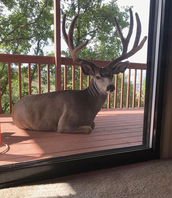 Wildlife encounter showing a large deer with antlers resting on a wooden deck outside a glass door.