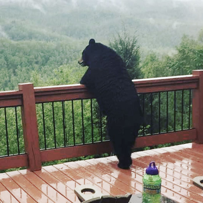 Black bear standing on a wooden deck railing, enjoying a peaceful wildlife encounter in a forested area.