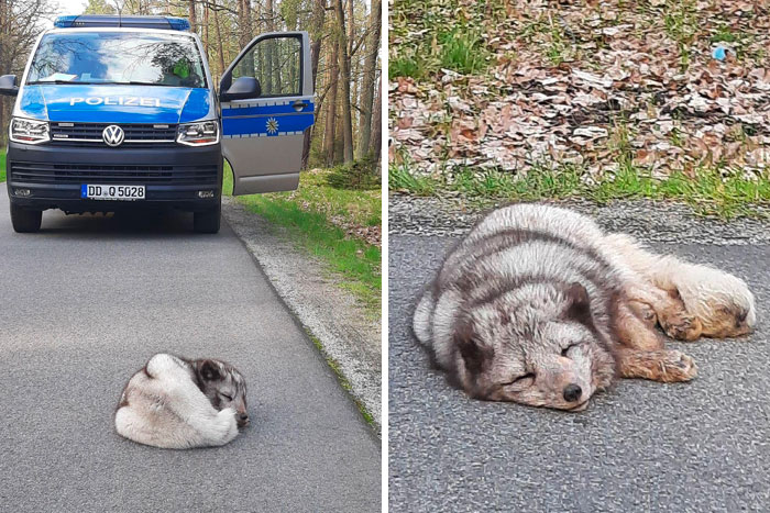 A heartwarming wildlife encounter shows a small wolf pup sleeping peacefully on a quiet road near a police van.