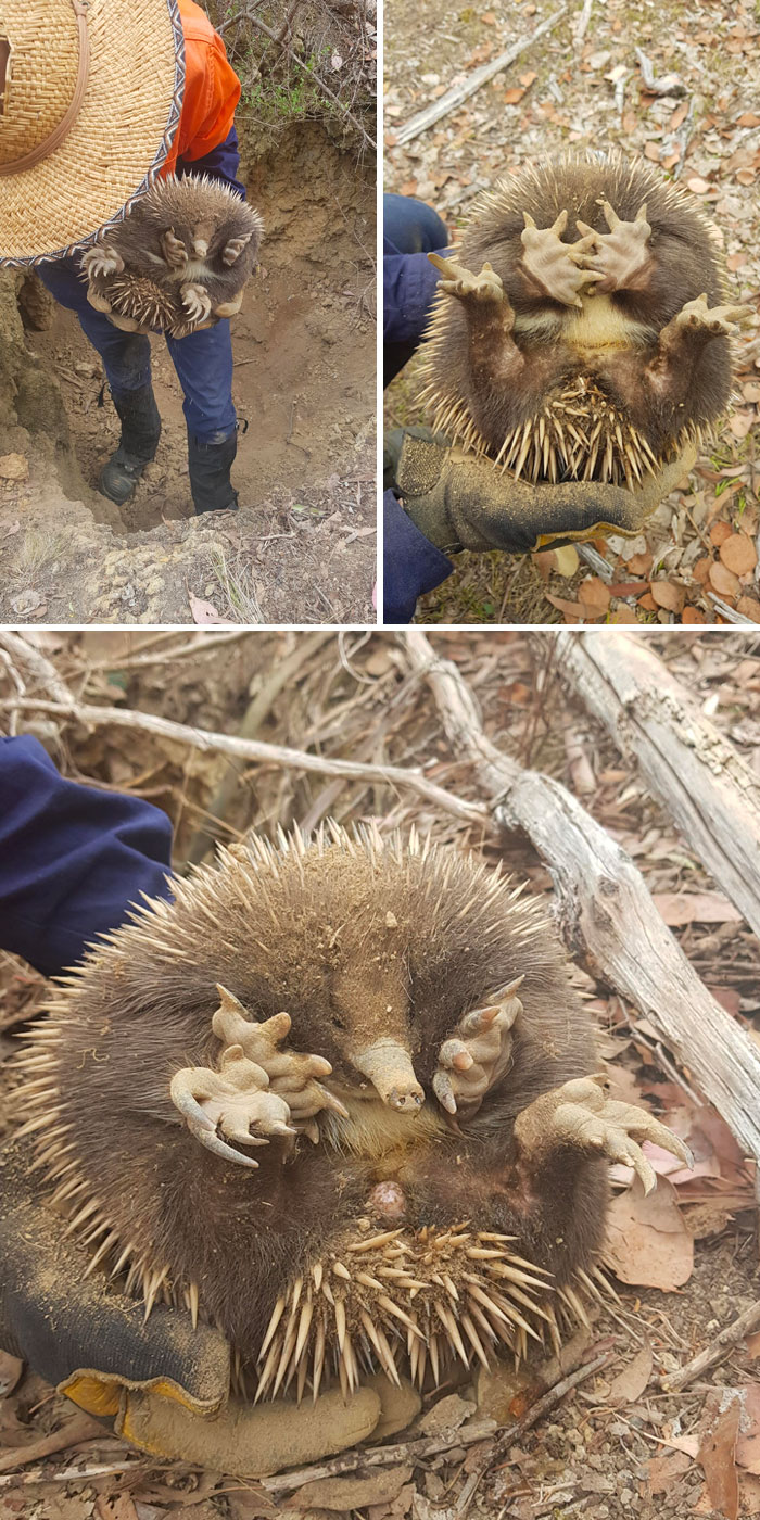 Person holding a spiky echidna during a heartwarming wildlife encounter in a natural outdoor setting.