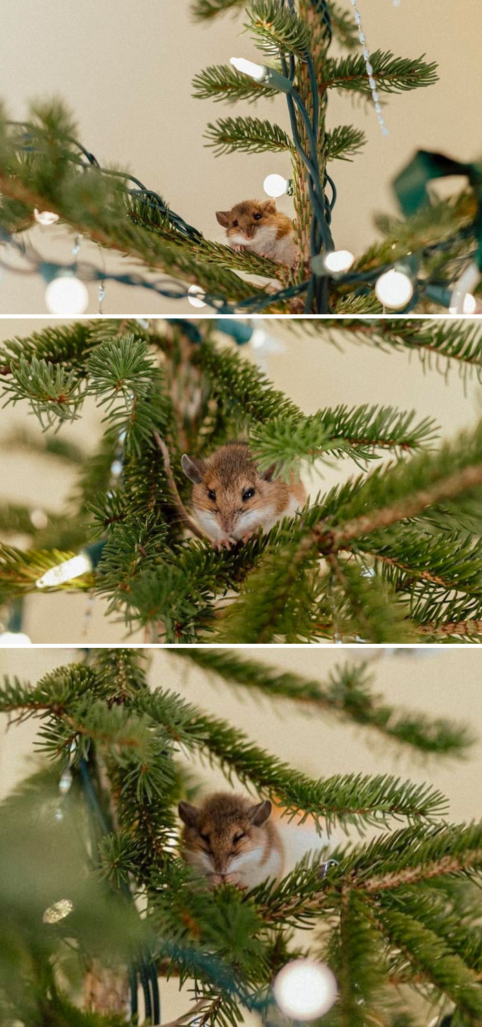 Mouse resting among branches and lights on a decorated Christmas tree in a heartwarming wildlife encounter.
